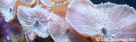 Aquatic Photography - A Mushroom Coral, Inet Innovations