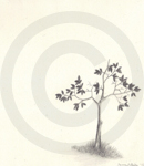 A Sketch Of A Scrawny Tree